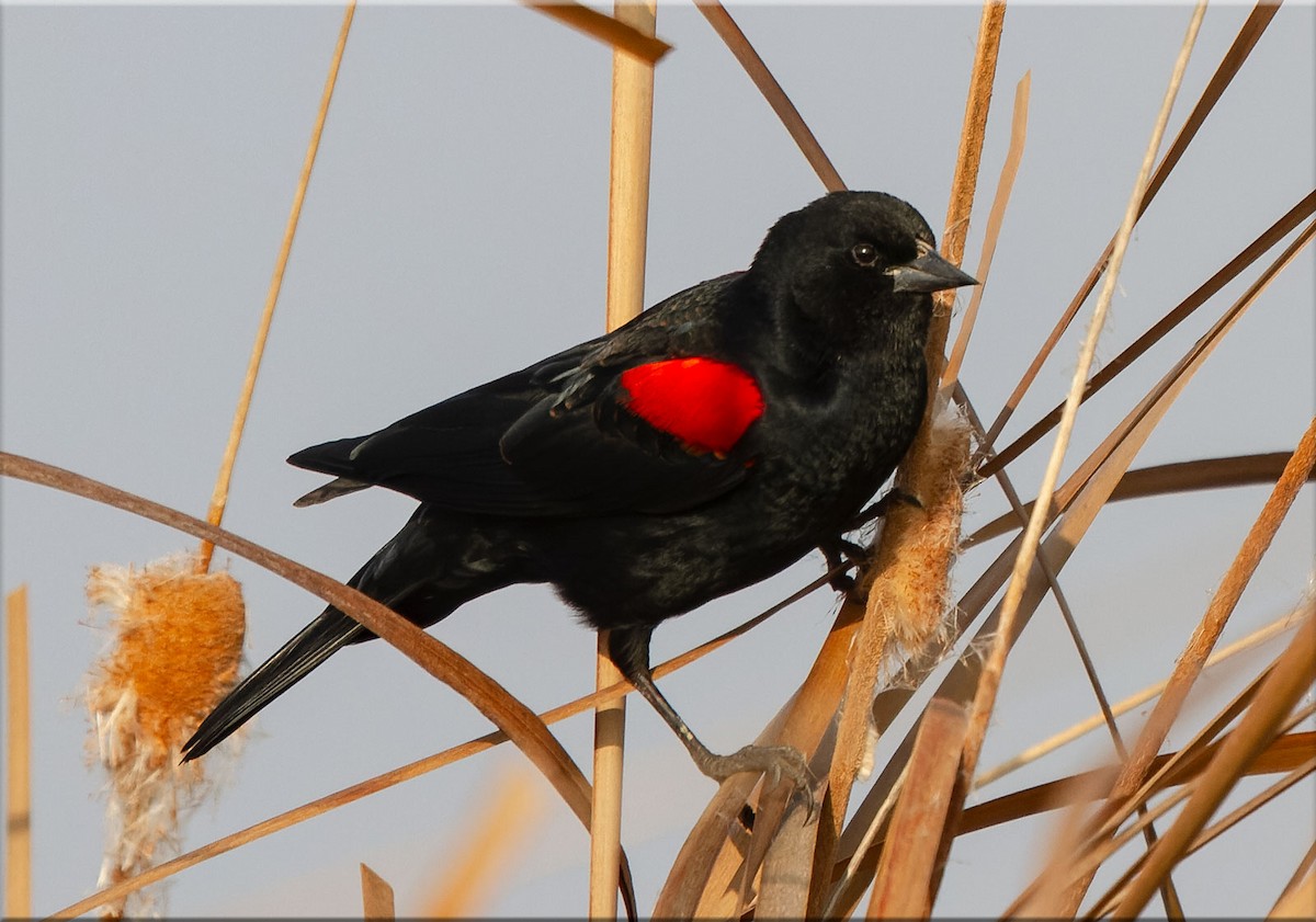 Red-winged Blackbird (California Bicolored) - ML604543571