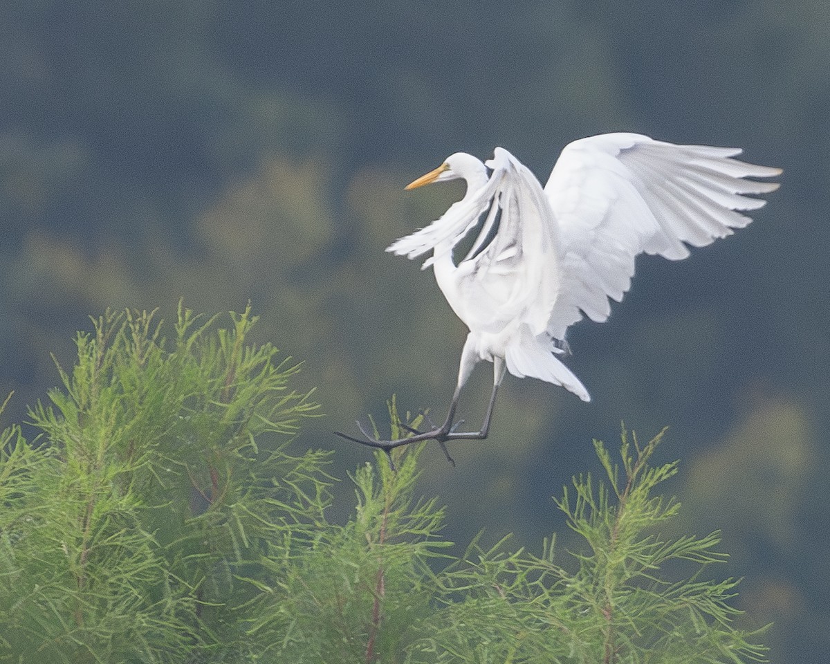 Great Egret - ML604543881