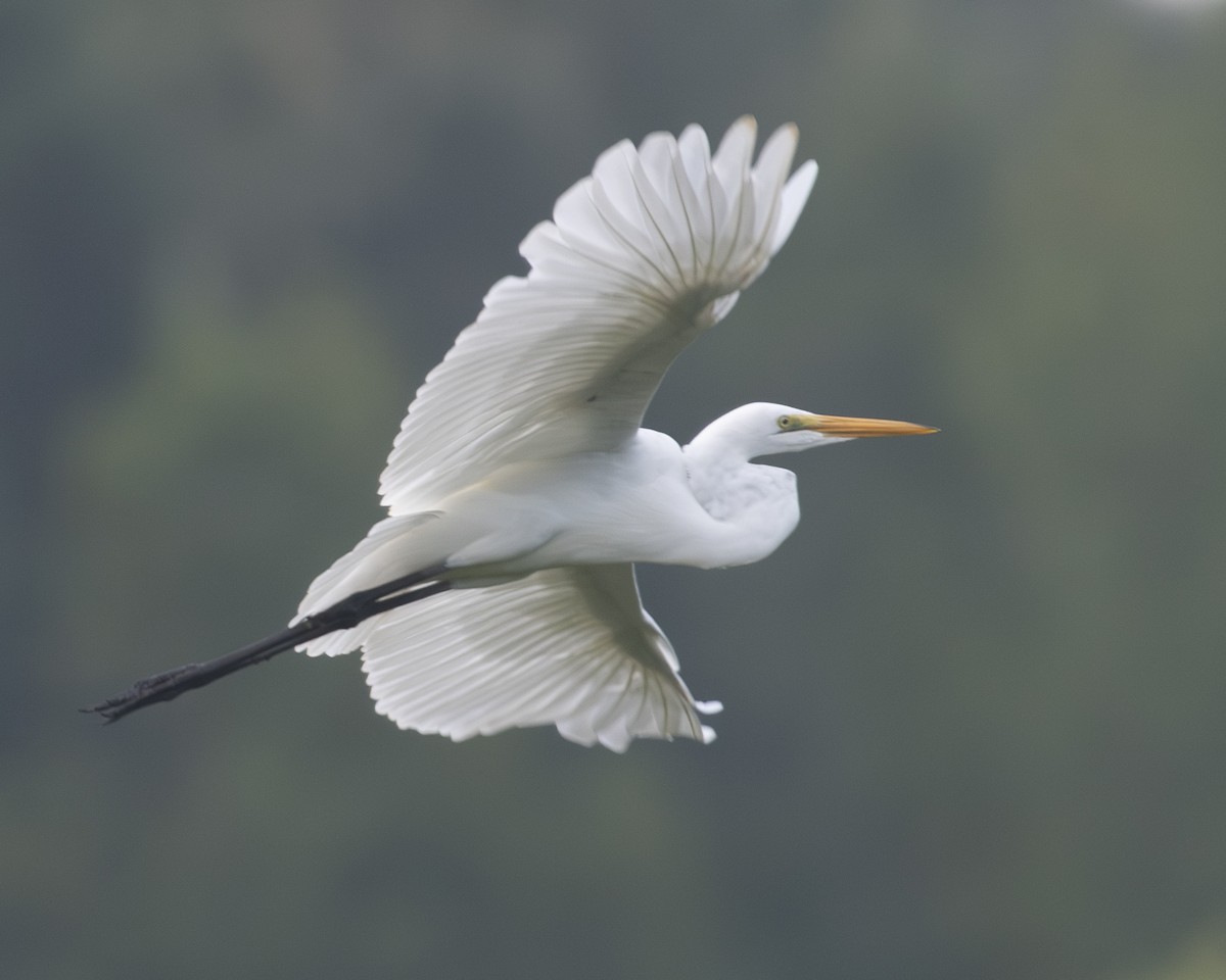 Great Egret - ML604543891