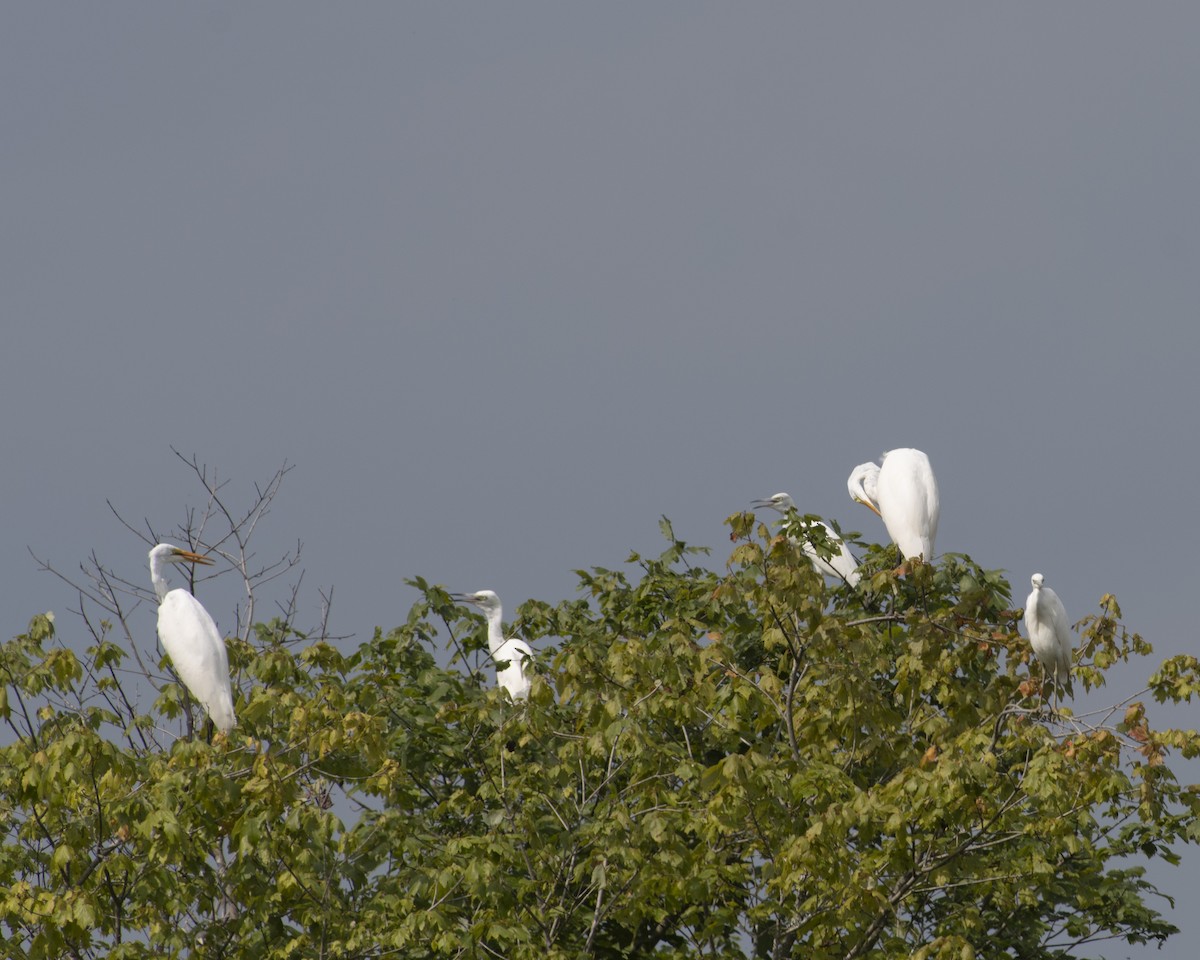 Little Blue Heron - ML604543941