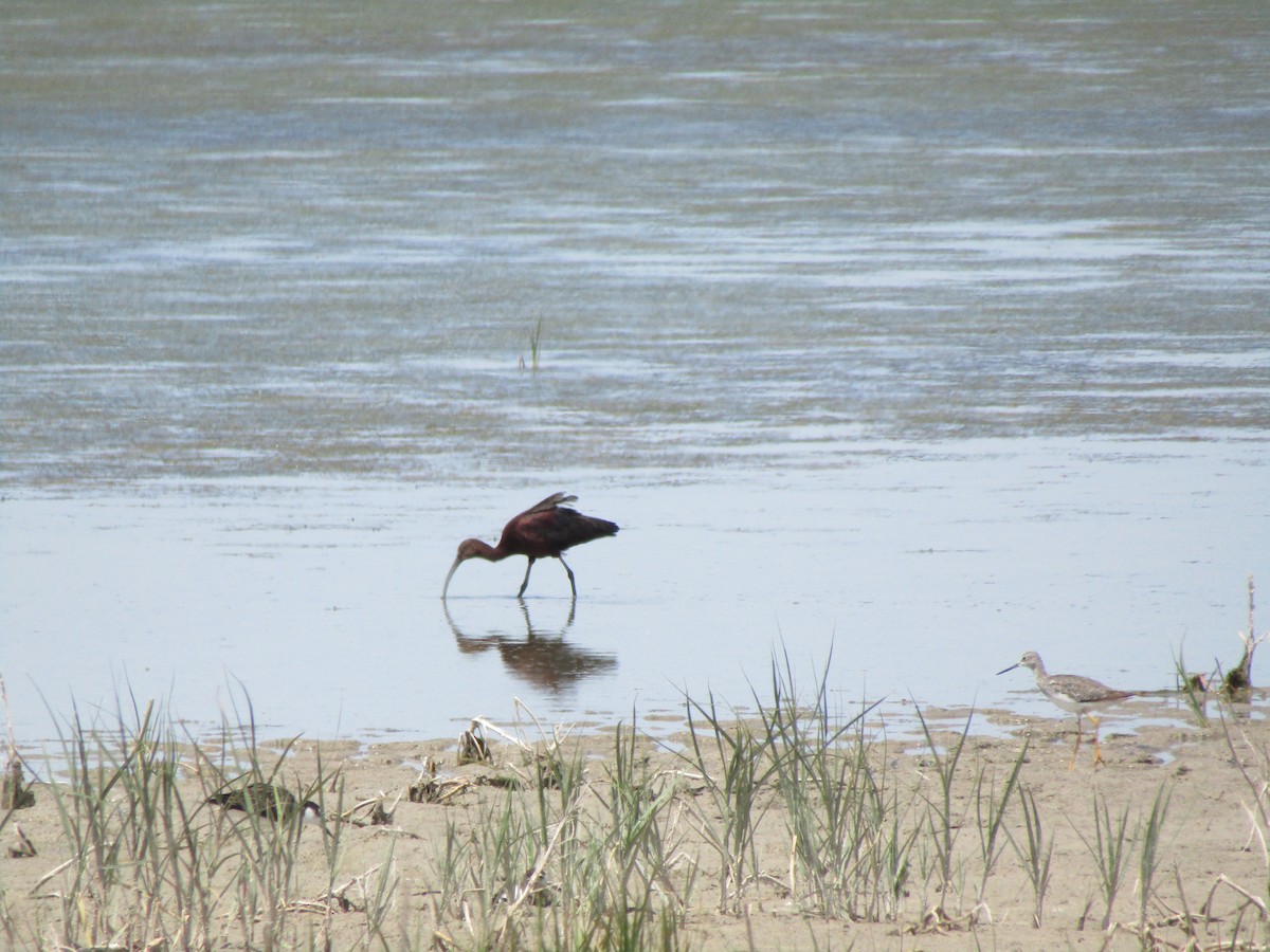 Ibis à face blanche - ML604544031