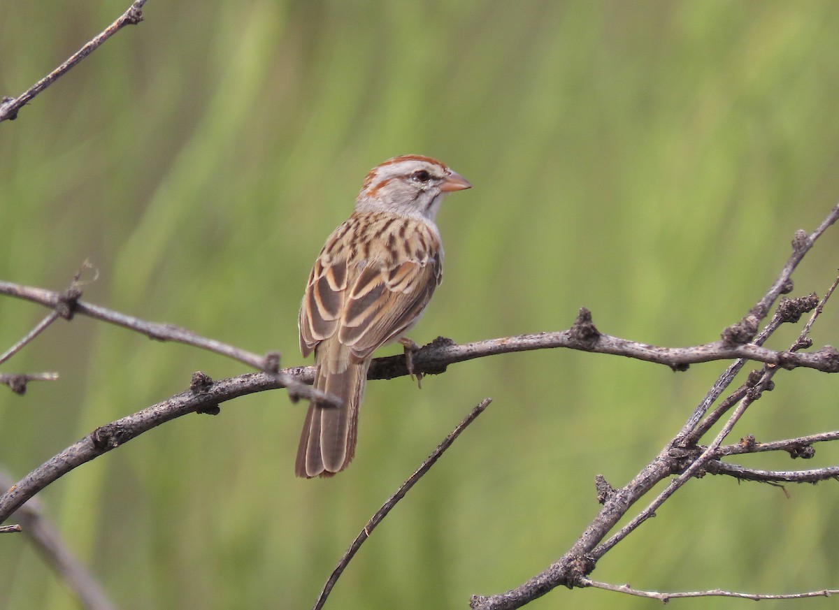 Rufous-winged Sparrow - ML604544071