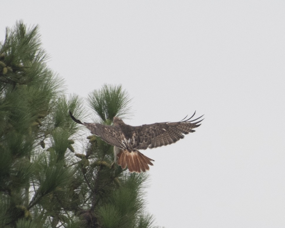 Red-tailed Hawk - ML604544111