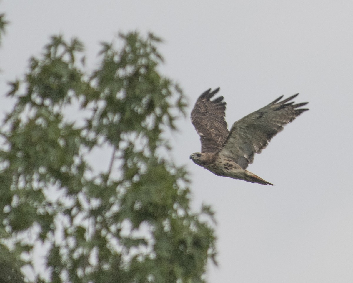 Red-tailed Hawk - ML604544121