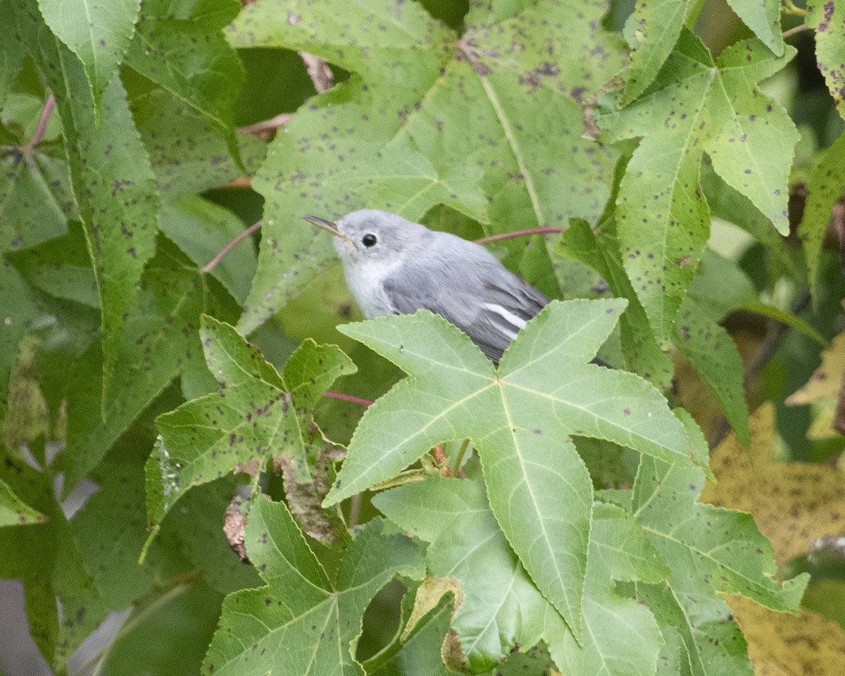 Blue-gray Gnatcatcher - ML604544281