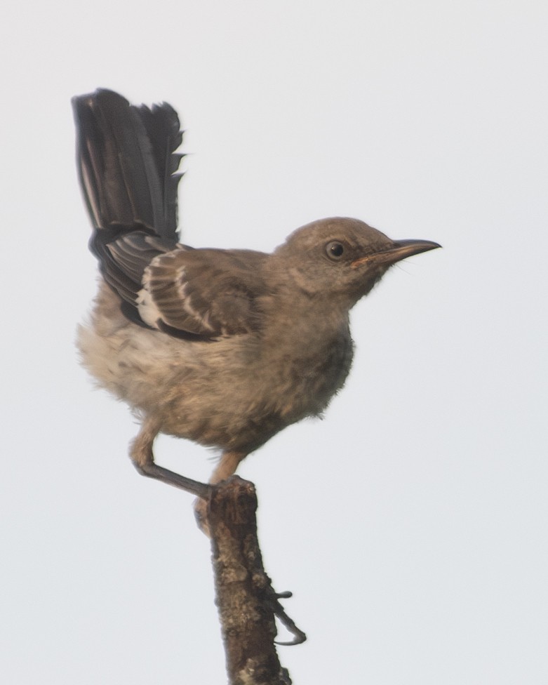 Northern Mockingbird - ML604544361