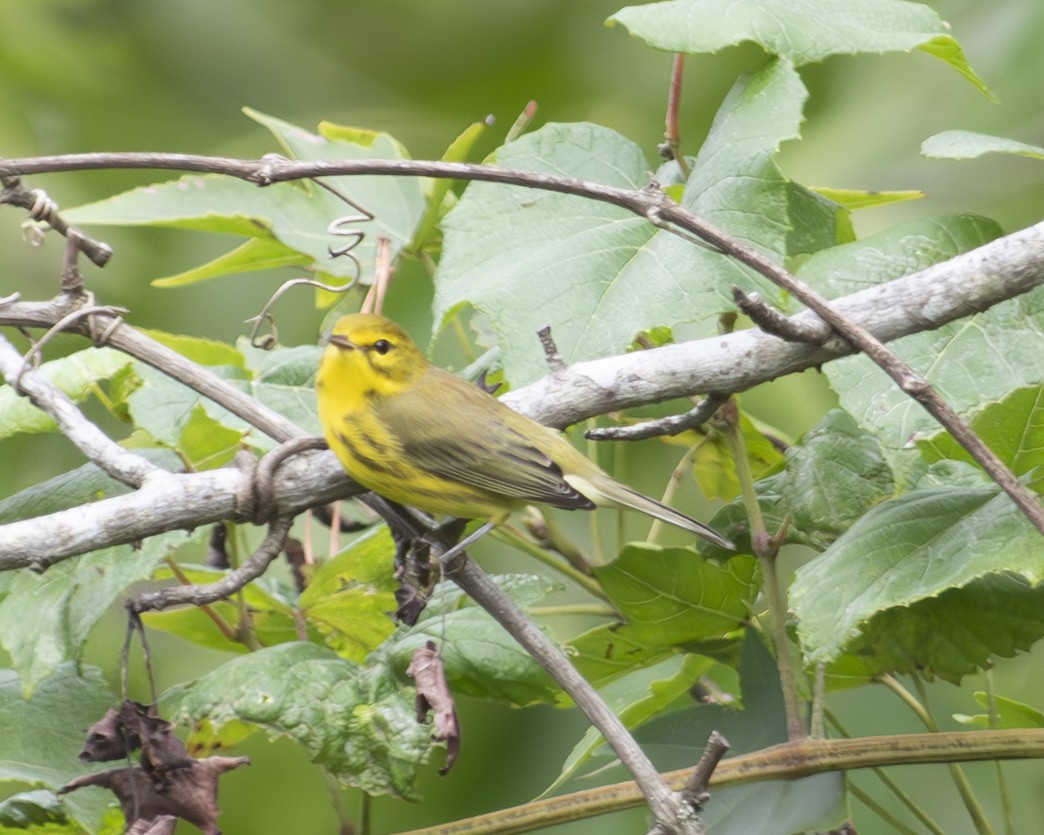 Prairie Warbler - ML604544481