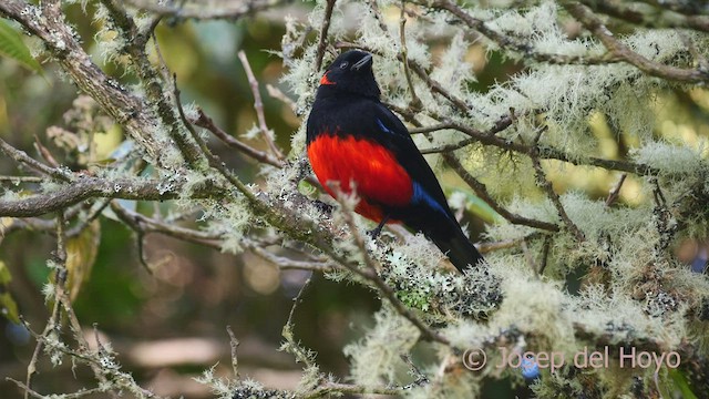 Tangara Ventriescarlata (grupo lunulatus) - ML604544771