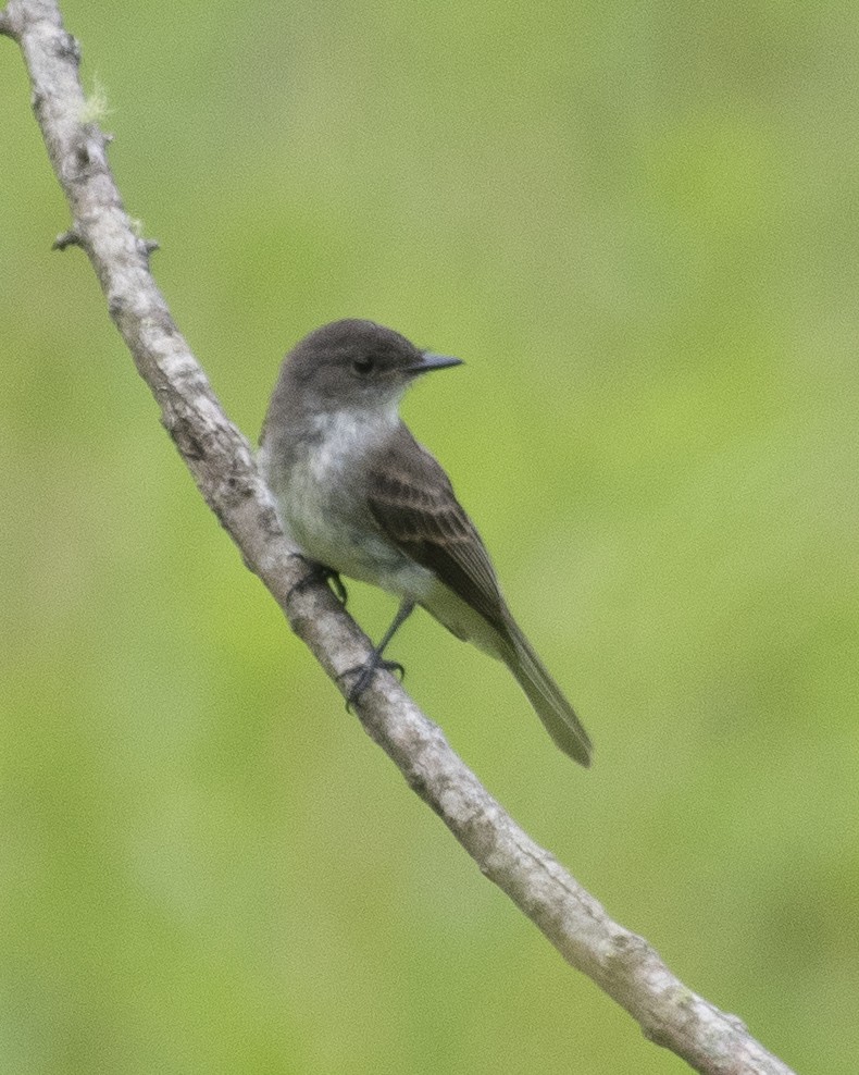 Eastern Phoebe - ML604544781