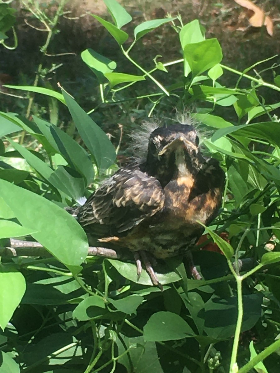 American Robin - ML604545101