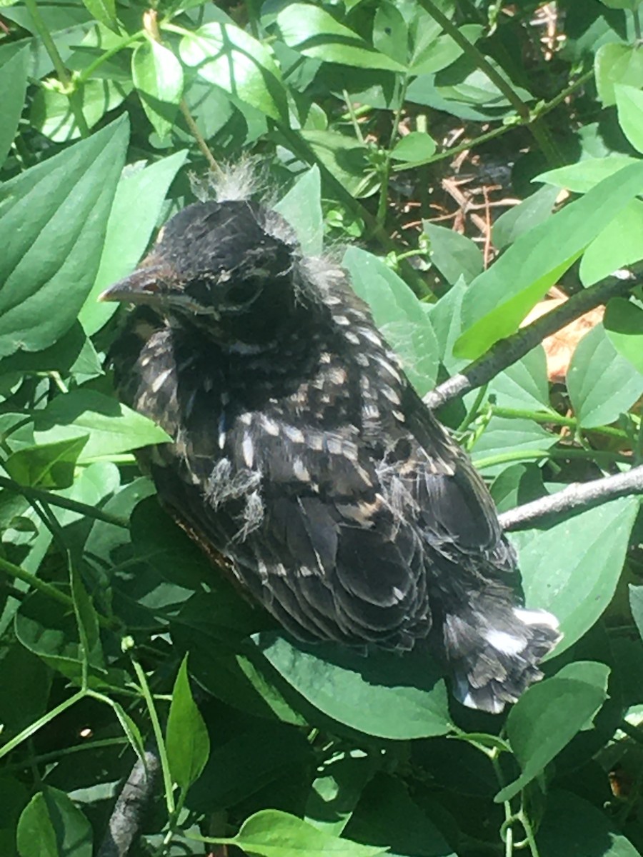 American Robin - ML604545111