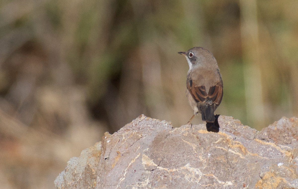 Spectacled Warbler - ML604546611