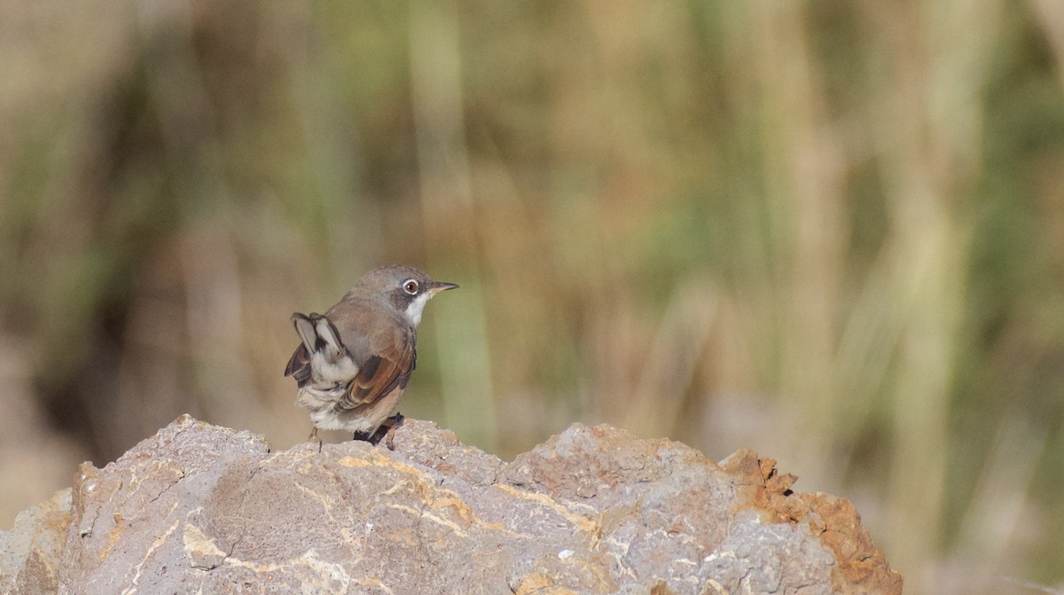 Spectacled Warbler - ML604546651