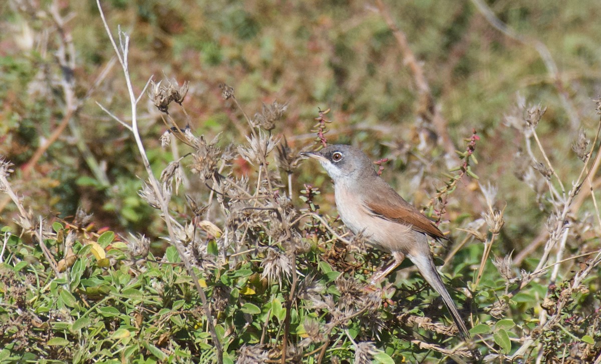 Spectacled Warbler - ML604546661