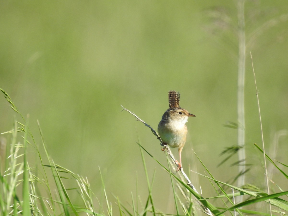 Sedge Wren - ML60454701