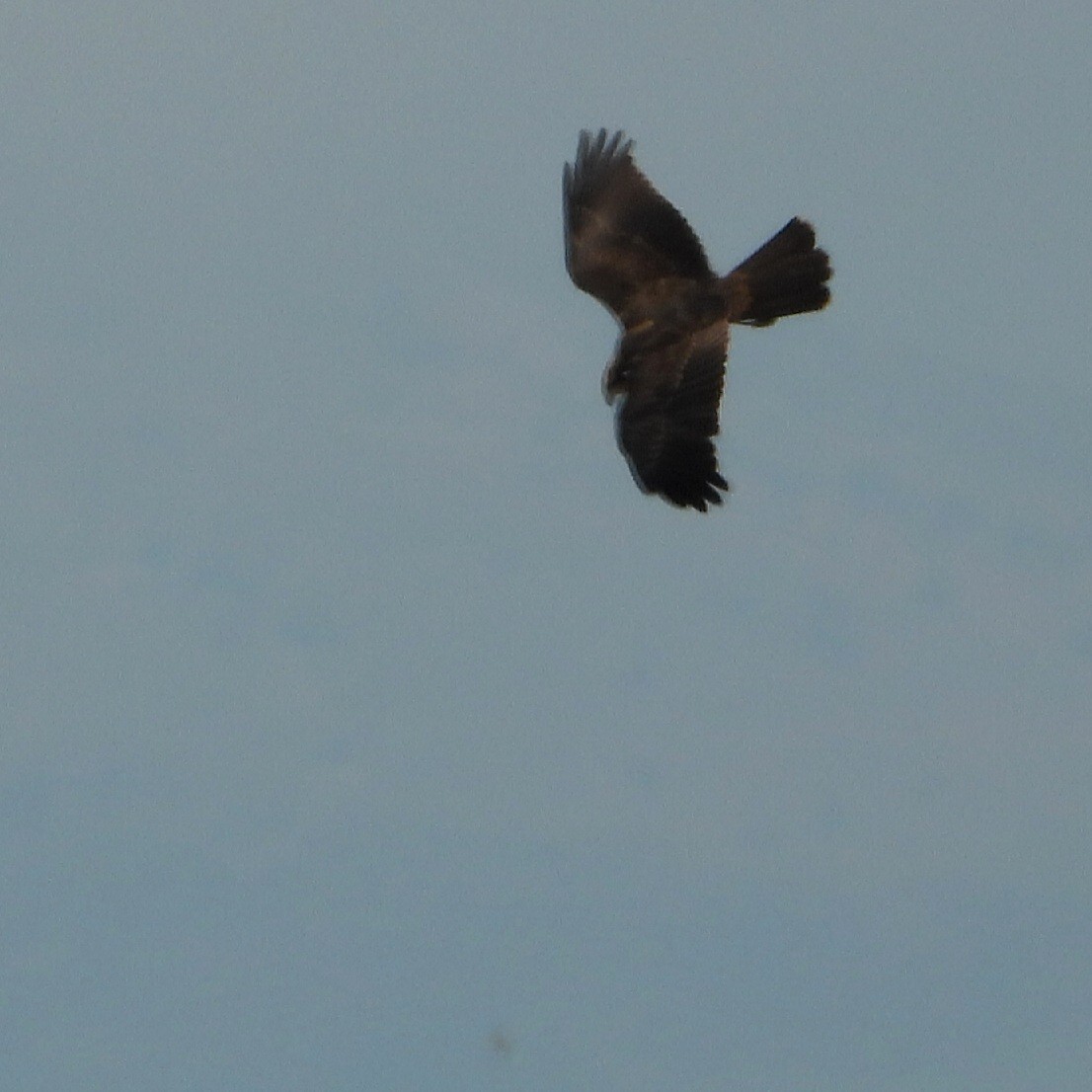 Western Marsh Harrier - ML604547261