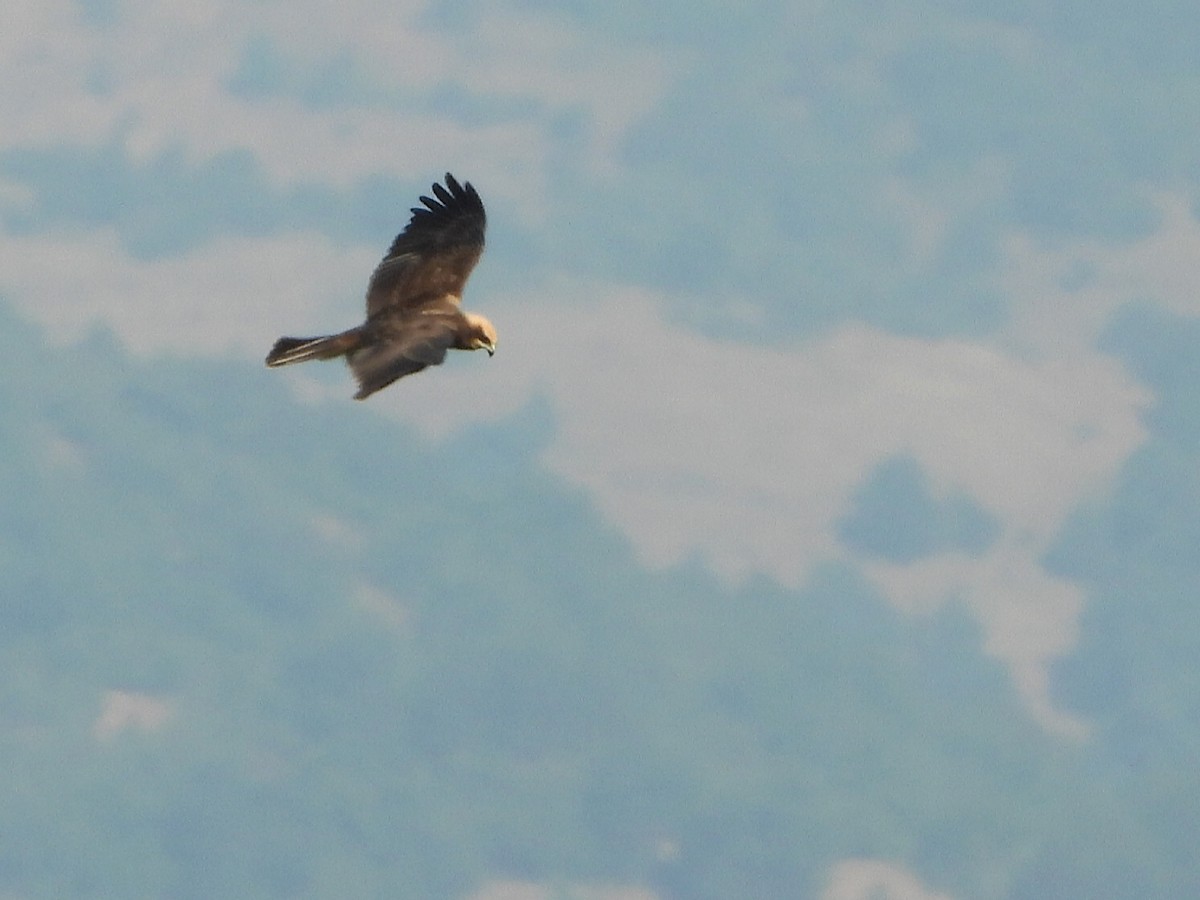 Western Marsh Harrier - ML604547271