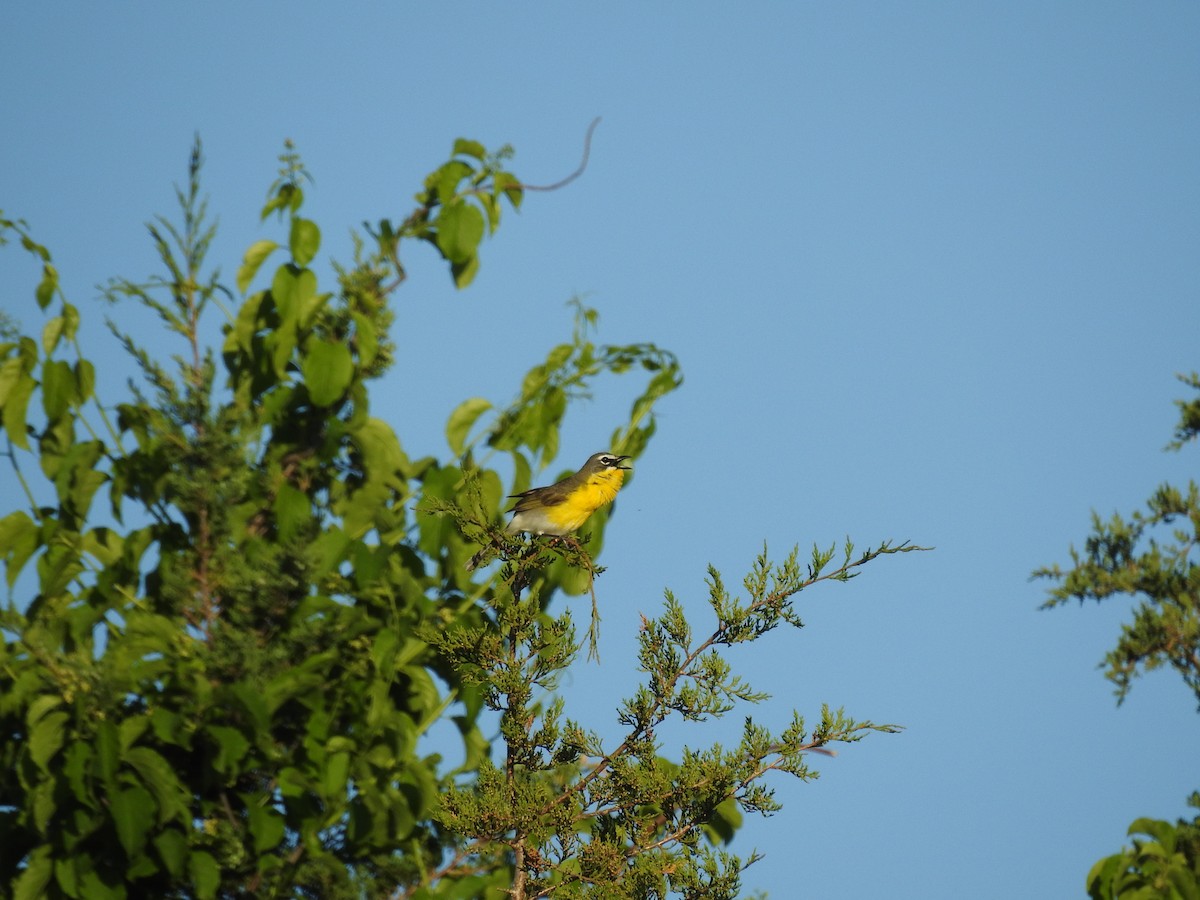 Yellow-breasted Chat - Tony Lau