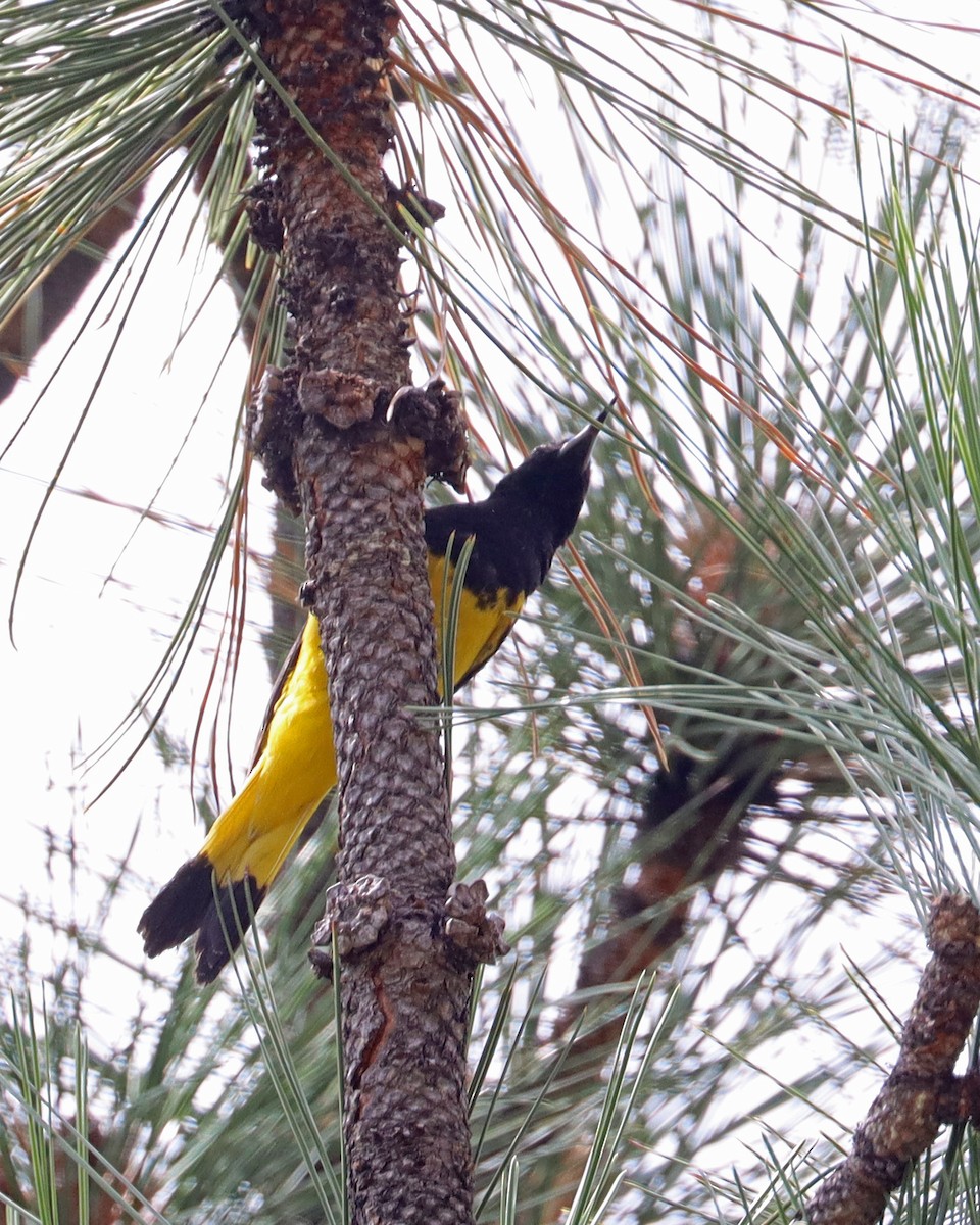 Oriole jaune-verdâtre - ML604547371