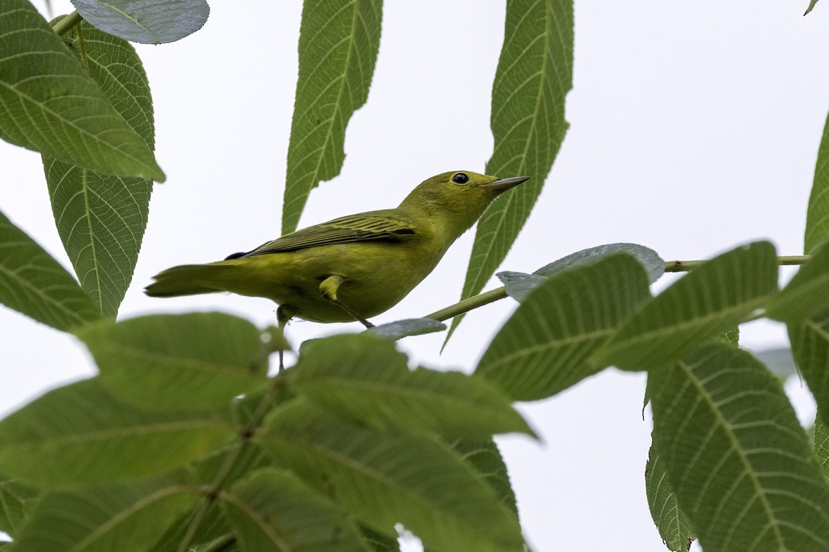 Yellow Warbler - ML604547411