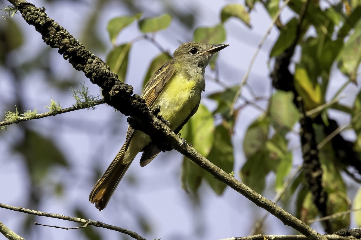 Great Crested Flycatcher - ML604547551
