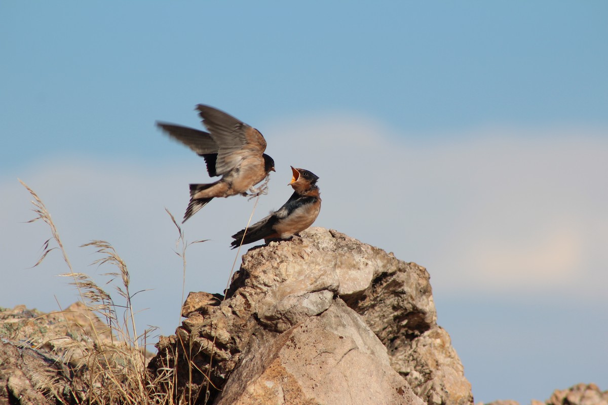 Barn Swallow - ML604549751