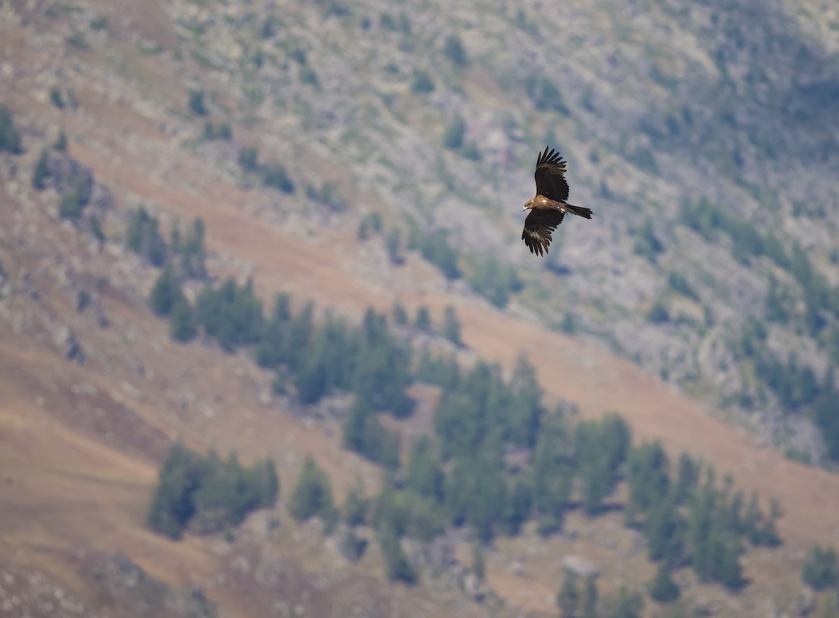 Black Kite - ML604550591