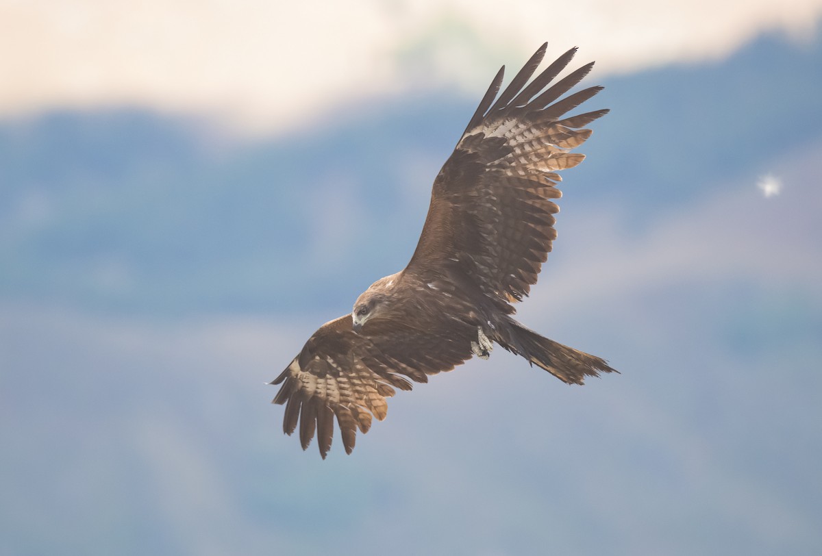 黑鳶 - ML604550601