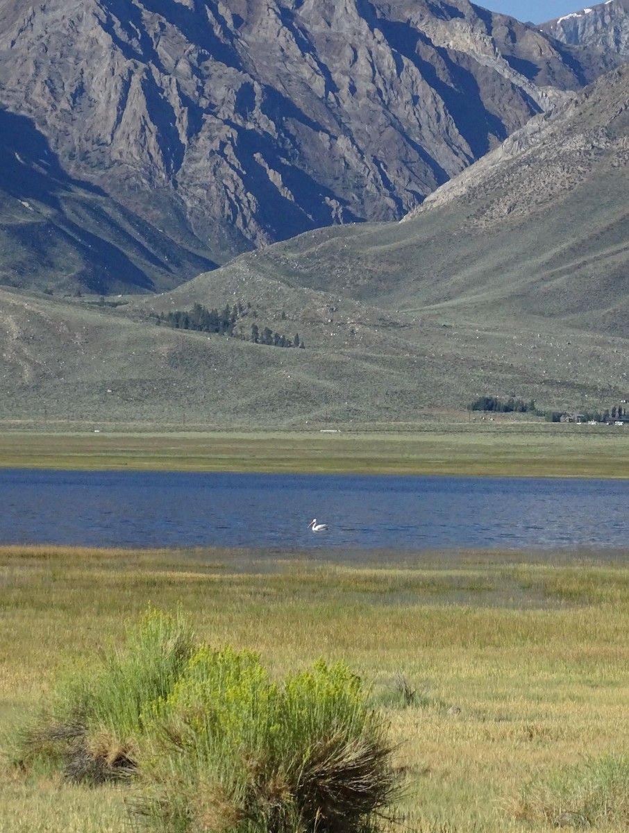 pelikán severoamerický - ML604551601