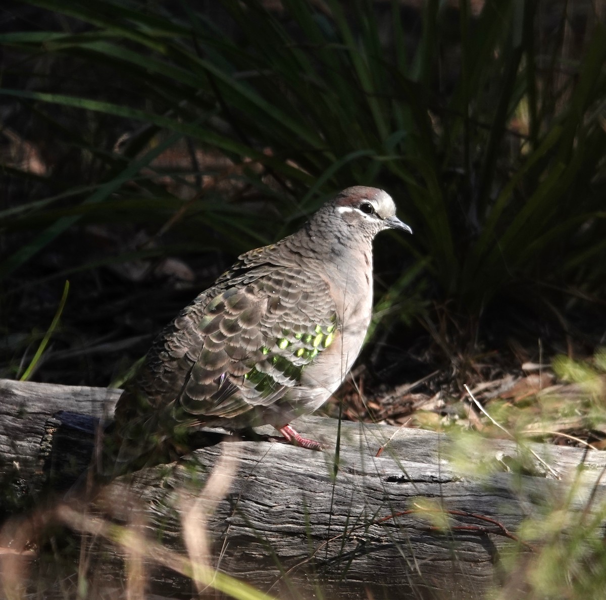 Common Bronzewing - ML604552911