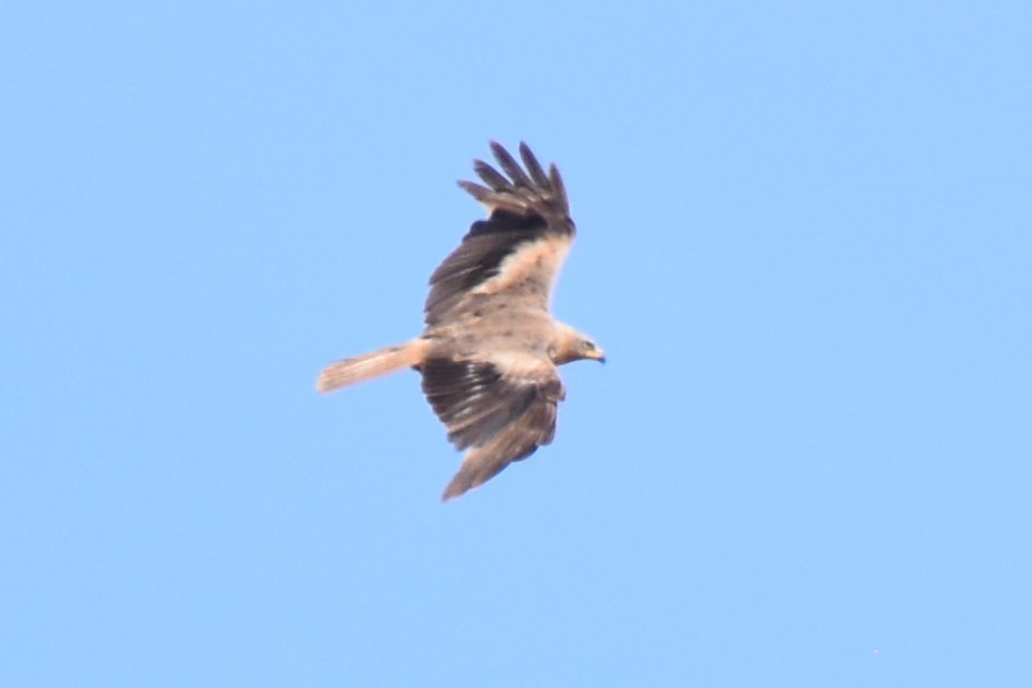 Red Kite (Cape Verde) - Christoph Randler