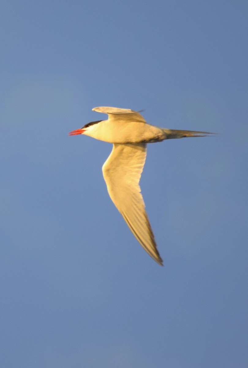South American Tern - sergio bruno