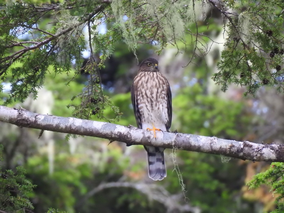 Sharp-shinned Hawk - Mike Meyer