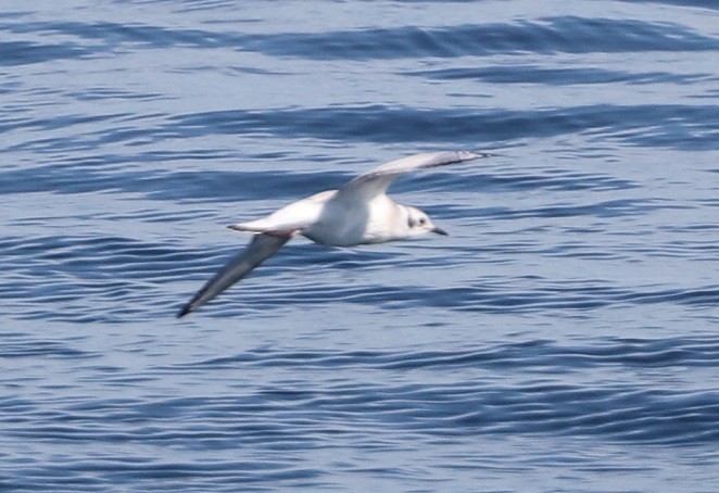 Bonaparte's Gull - ML604555711