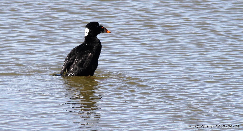 Surf Scoter - ML60455591