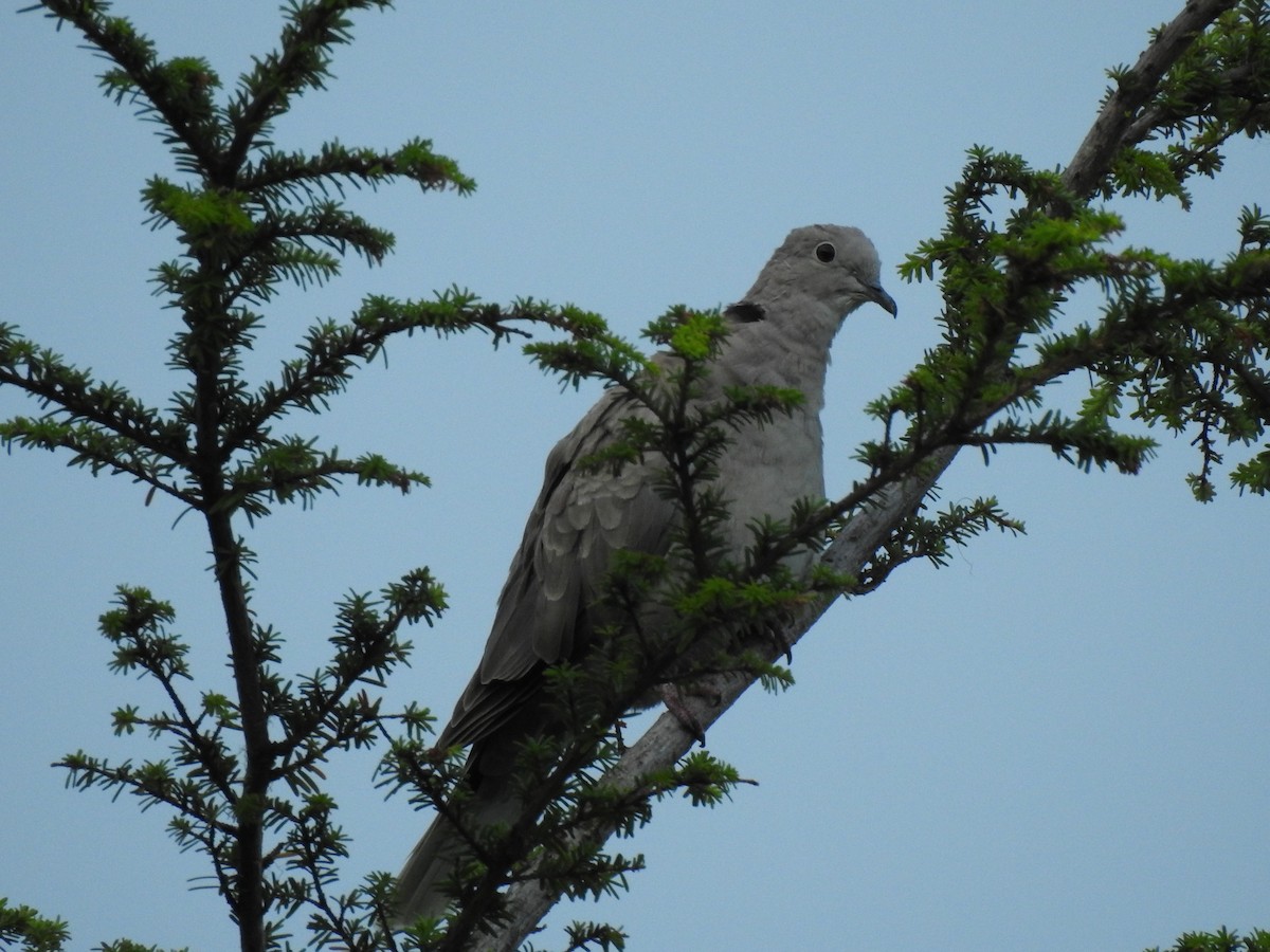 Eurasian Collared-Dove - ML604556421