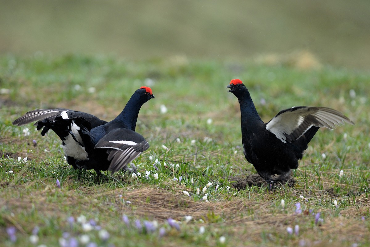 Black Grouse - ML604556751