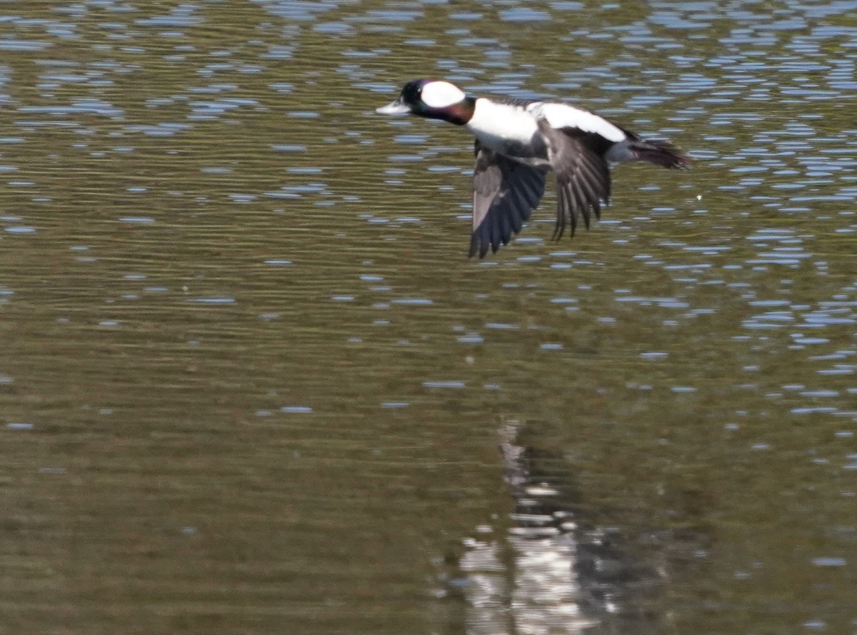 Bufflehead - Richard Block