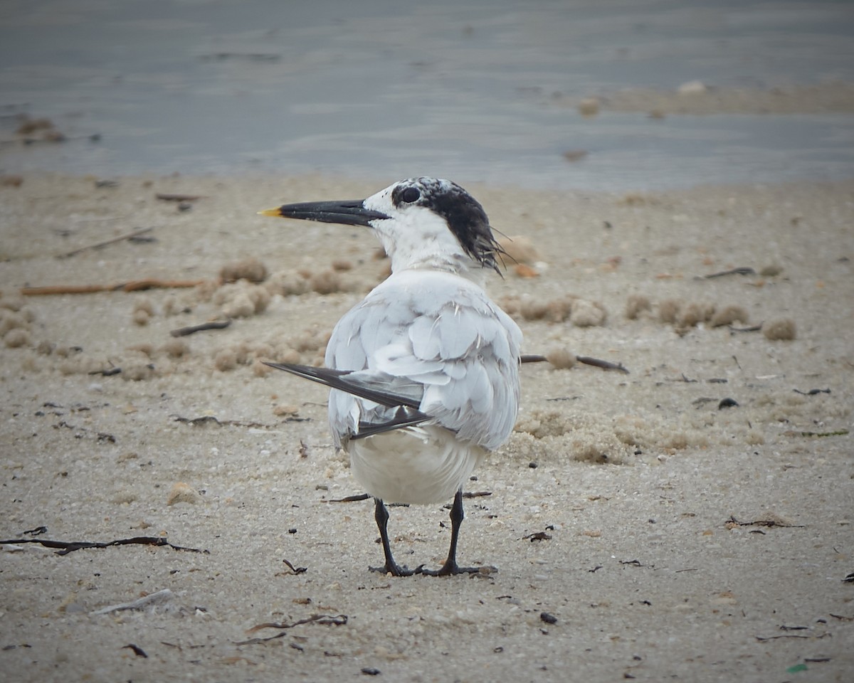 Sandwich Tern - ML604557021