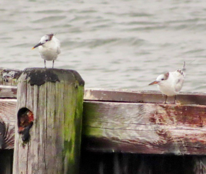 Sandwich Tern - Lani Sherman