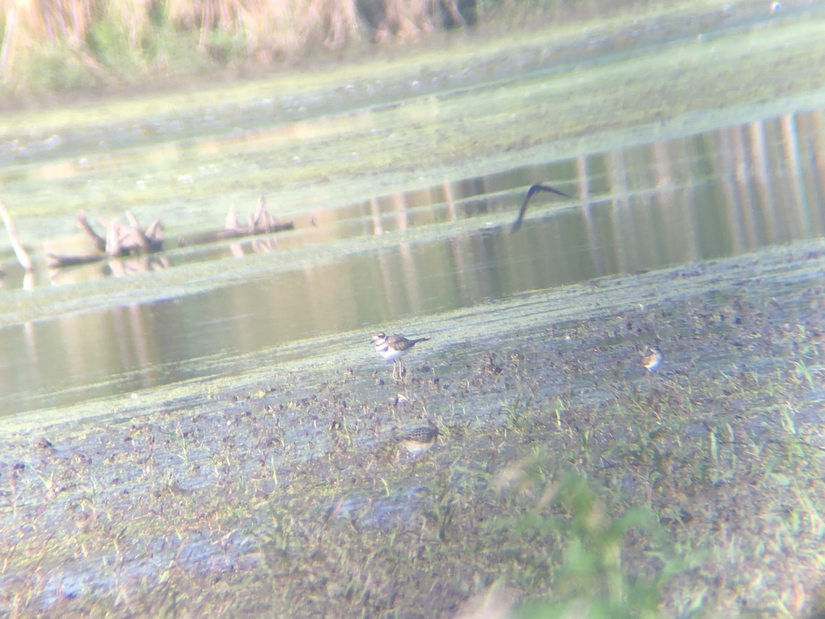 Buff-breasted Sandpiper - ML604557431
