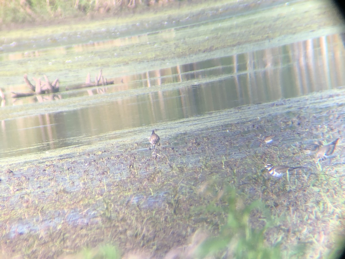 Buff-breasted Sandpiper - ML604557441