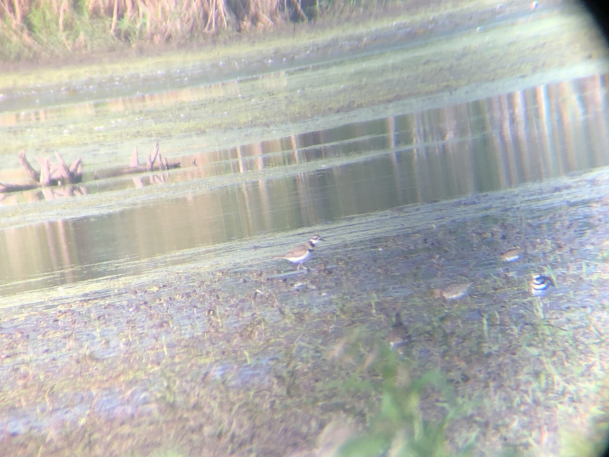 Buff-breasted Sandpiper - ML604557461