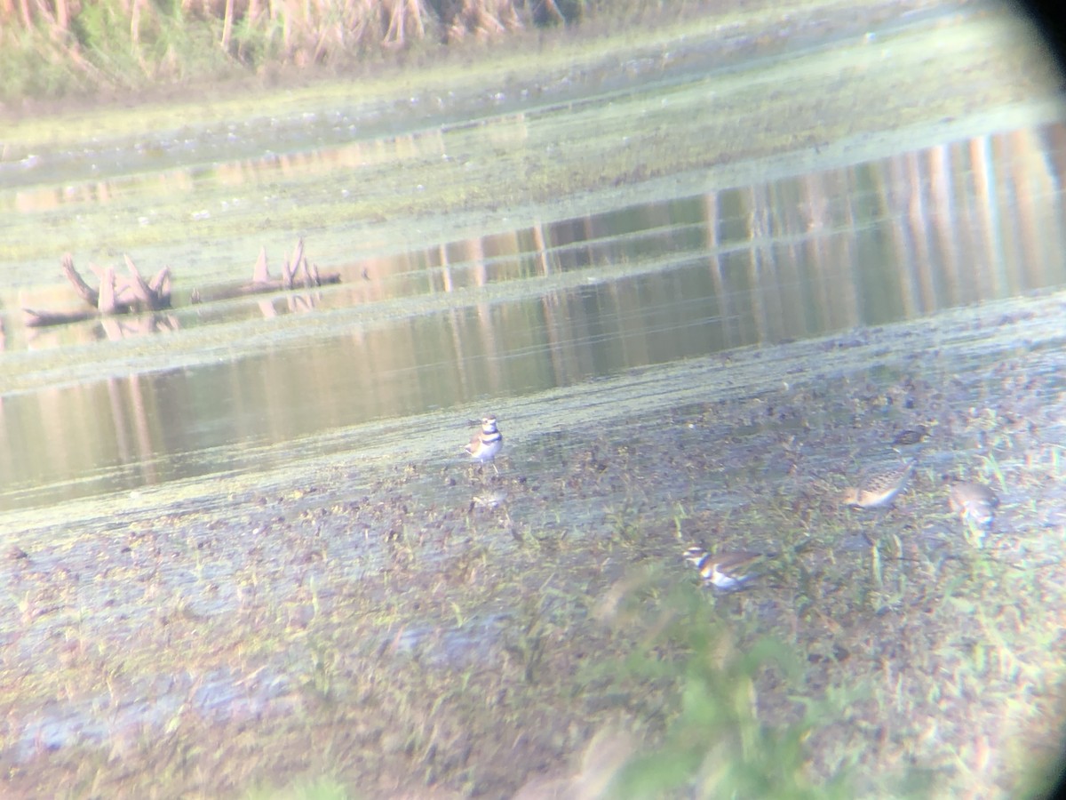 Buff-breasted Sandpiper - ML604557471