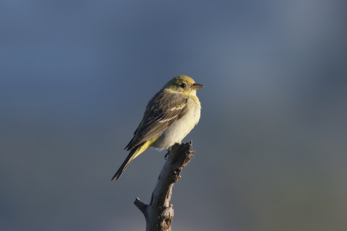 Western Tanager - ML604557691