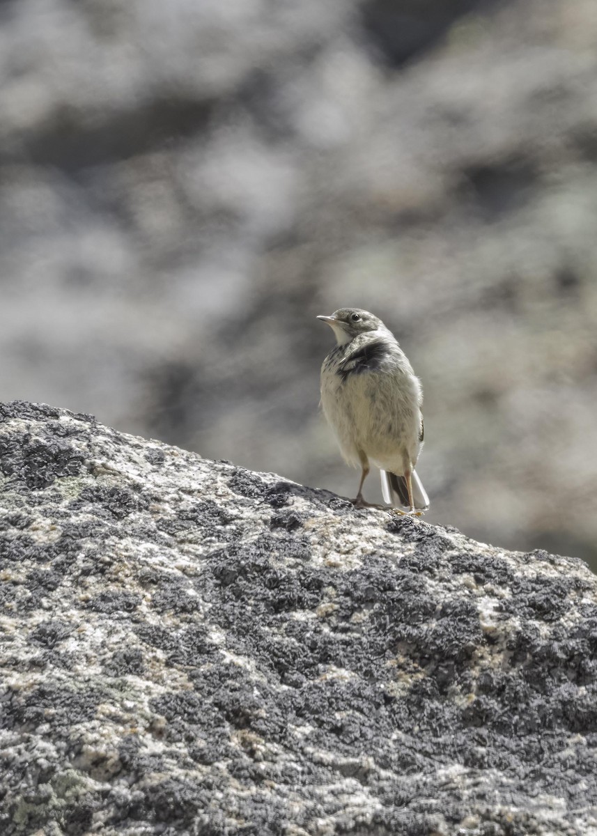 American Pipit - Keshava Mysore