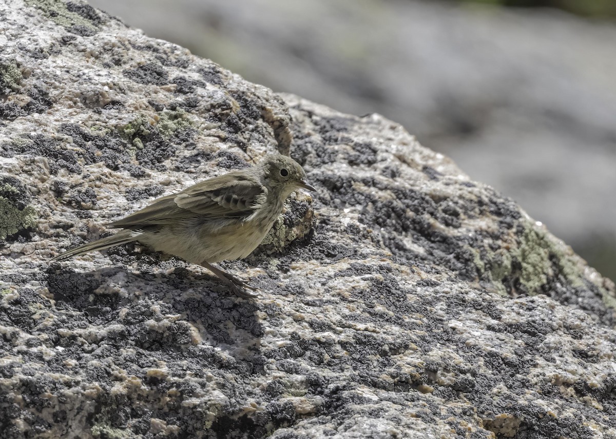 Pipit d'Amérique - ML604558191