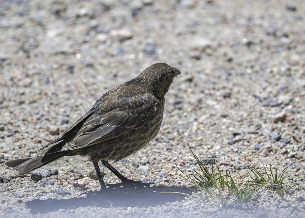 Brown-headed Cowbird - Keshava Mysore