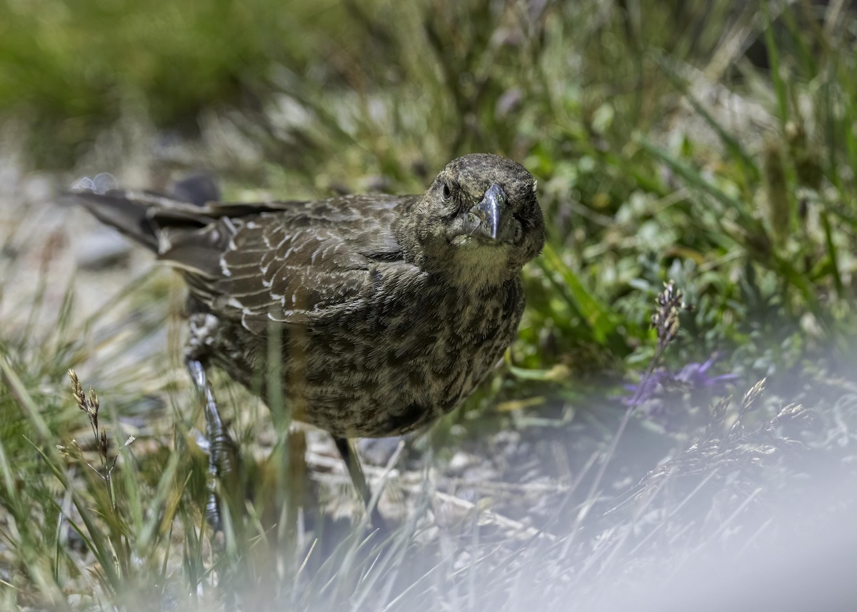 Brown-headed Cowbird - ML604558241