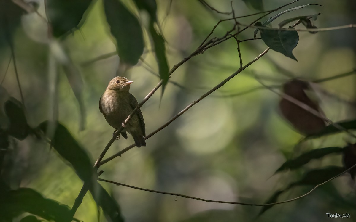 Dwarf Tyrant-Manakin - ML604559031